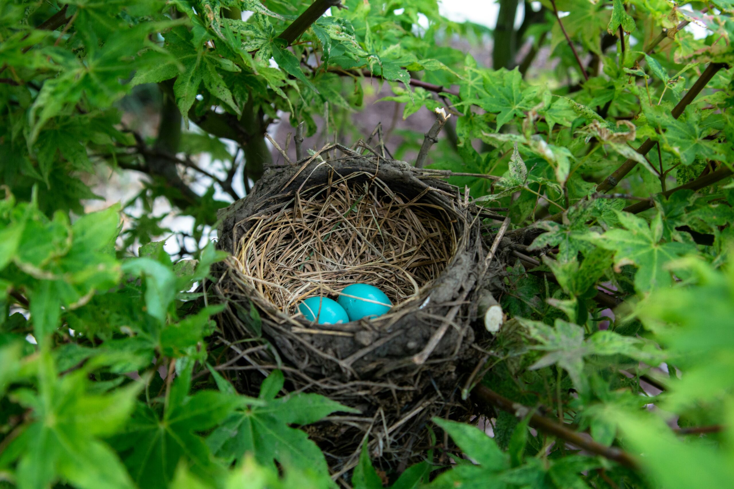 bird's nest with eggs, representing a nest egg